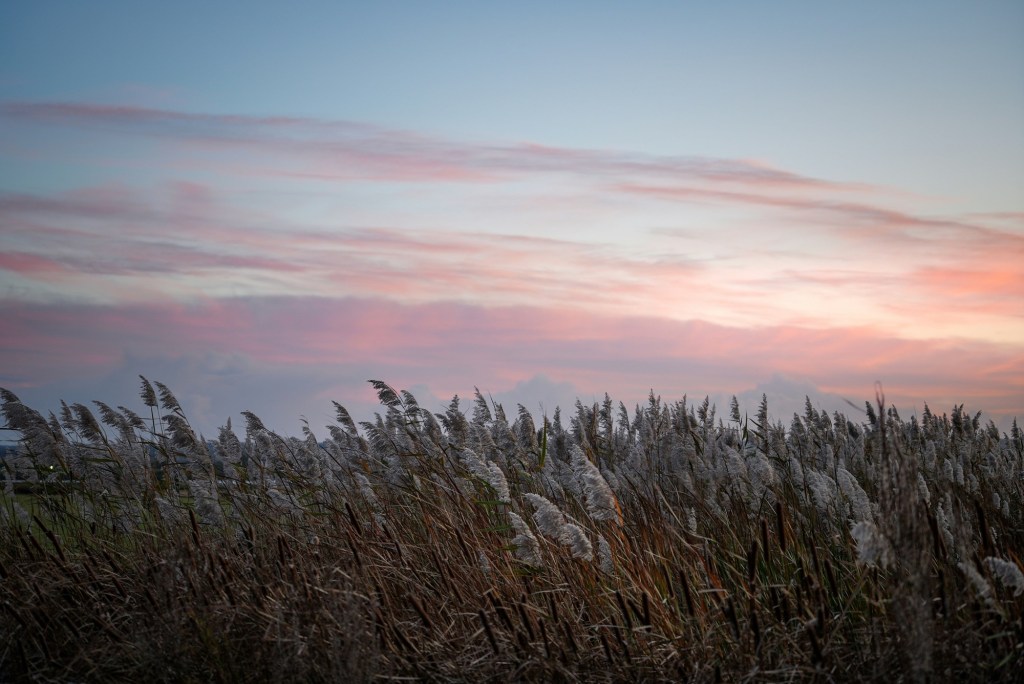 Our Father’s Field